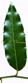  Leaf